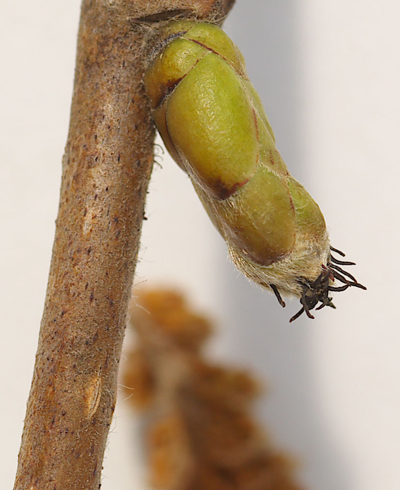 Corylus avellana / Nocciolo